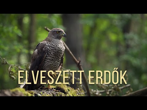 ELVESZETT ERDŐK | Magyar természetfilm