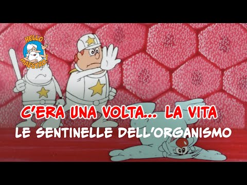 Siamo fatti così... la vita 🌱- Sentinelle dell'organismo 🧘
