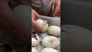 Download lagu Welcoming a Super Rare Snake into the World🤩 #wow #nature #beautiful #unique #baby #snake #wildlife mp3