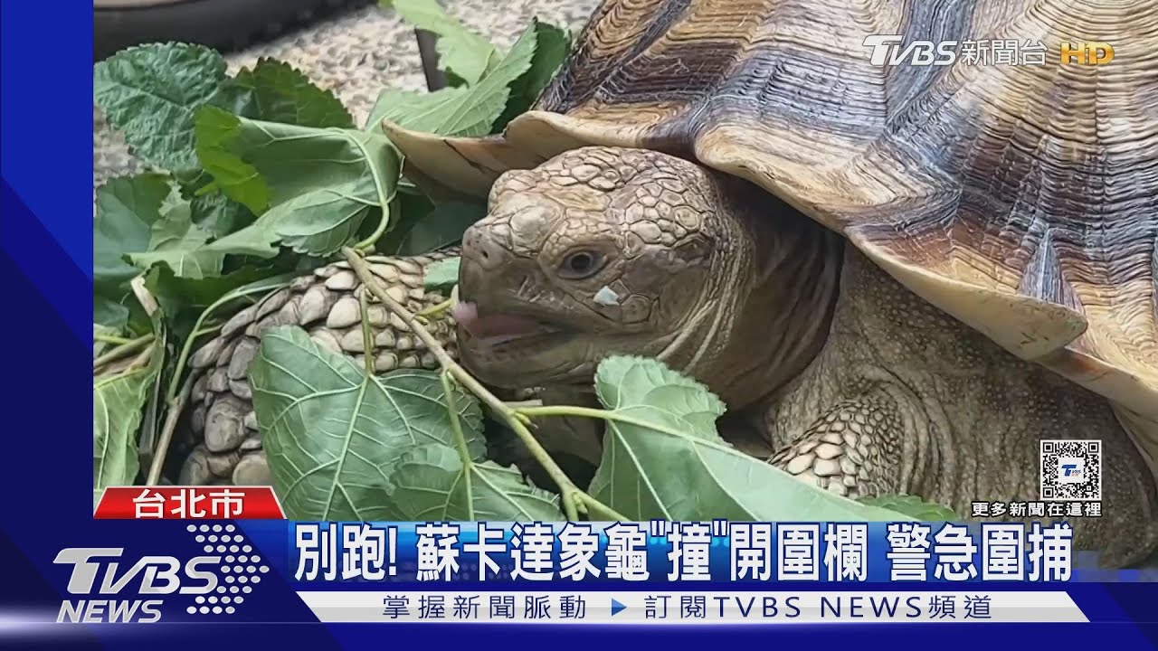 15kg「蘇卡達象龜」逛大街 見警驚躲窄巷