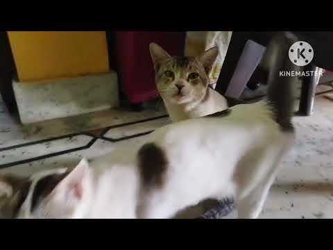 Kritika is playing with her cute kittens.# 🐈 cat lovers # subscribe #