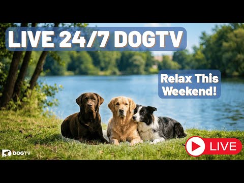 DOGTV 24/7 Live Stream | Calm Dog TV for Anxiety, Stress & Quiet Time – LIVE