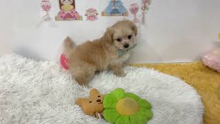 ハーフ犬の動画01