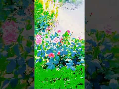 Most Beautiful!Very nice flowers #music #love #foryou #flowers #flower #4k #4kstatus #4kvideo#live