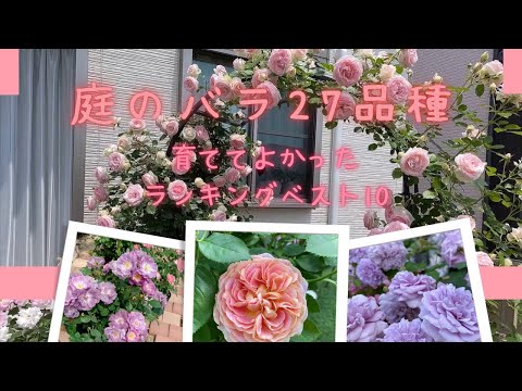 バラを健康に保つためのオーガニックの 10 のヒント 植物