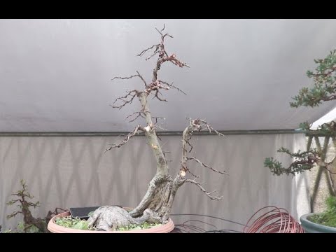 Eastern Elm Yamadori Bonsai Collection