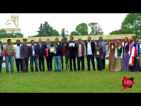 3RD PLACE  N.28 PLATYNA NA - 2017 Pride Of Poland - Junior Mares Championship (Class 12)