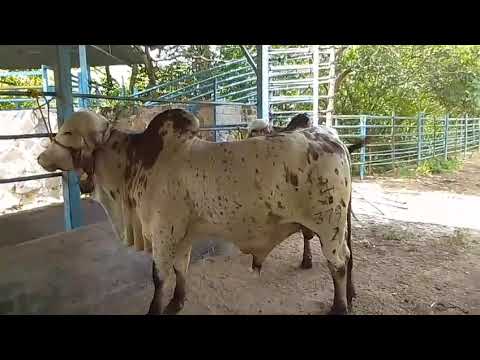 Toro perdido en Jiquilisco Usulután. información al +1 (404) 324-9875