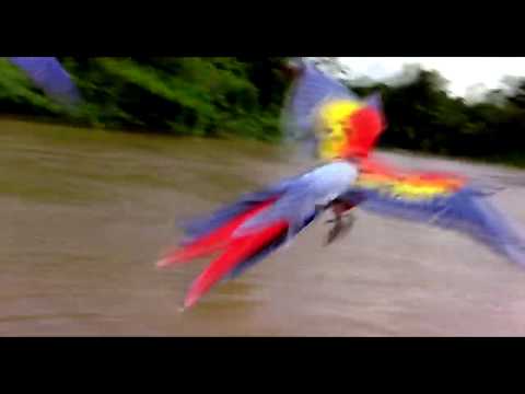 Sungle - Birds (Winged Migration Movie)