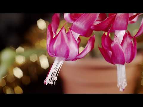 Vánoční kaktus 4K