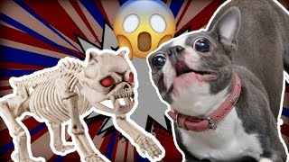 Boston Terrier Scared of Halloween Dog Skeleton | TRY NOT TO LAUGH