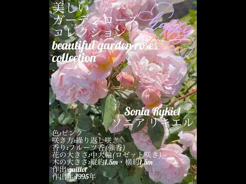 ピンクの花を咲かせる低木: ロマンチックな庭園を作るユニークな 5 種  庭園