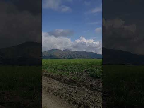 valle del cauca Obando