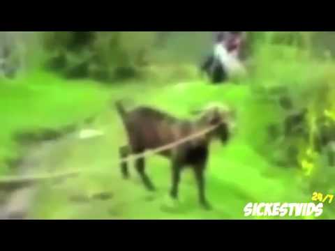 Whitney Houston Goat Version