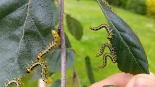 What is a Sawfly?