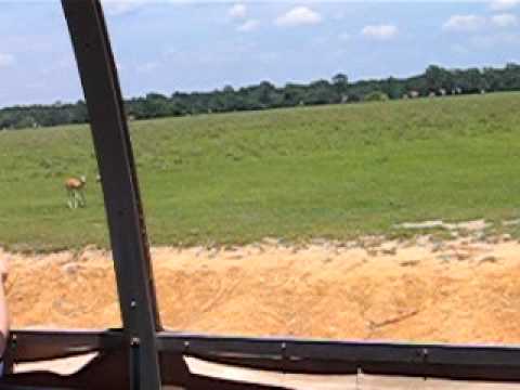Baby Deer jumping at Global Wildlife Safari