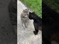 The Cats Are Arguing Which One Is The Dominant