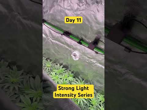 Day 11 ( strong light intensity series)