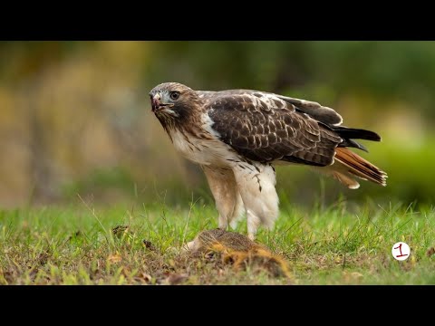 Rodent poison is putting New York's birds of prey at risk