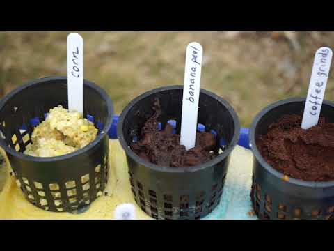 The secret to baiting worms out of your compost bin