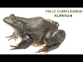 Kuperan Animals Animales Happy Birthday
