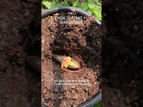 How to Plant a Mango Seed #gardening #fruittrees #plant