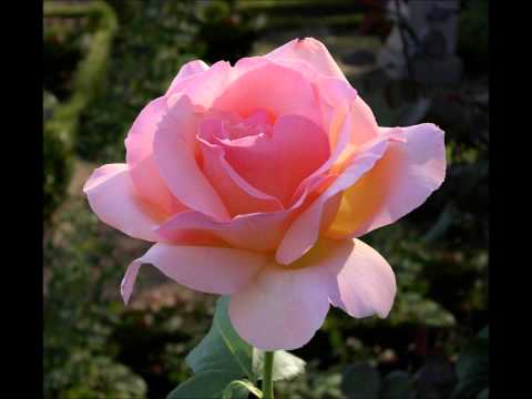 Milhaud: Hymne de glorification / Grant Johannesen