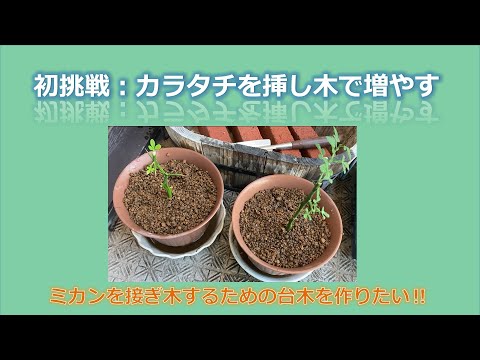 園芸 柑橘類を播種、挿し木、接木によって増やすこと