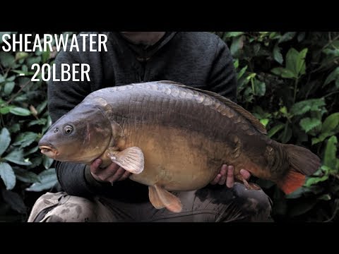 download lagu mp3 mp4 Shearwater Fishing, download lagu Shearwater Fishing gratis, unduh video klip Shearwater Fishing