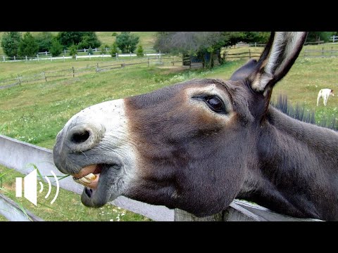 IL VERSO DELL'ASINO | DONKEY SOUND | IH OH IH OH | Sound Effect