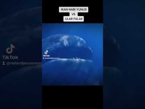 ular falak vs ikan nabi yunus