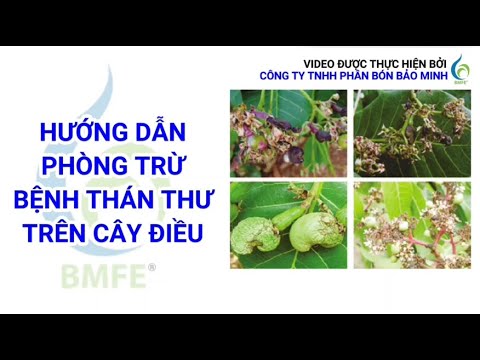 HƯỚNG DẪN PHÒNG TRỪ BỆNH THÁN THƯ TRÊN CÂY ĐIỀU | Bảo Minh FE