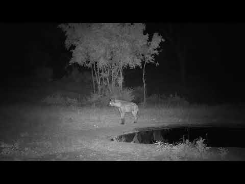 Djuma: Lone Hyena walks through while calling-spots second Hyena - 23:19 - 01/03/20