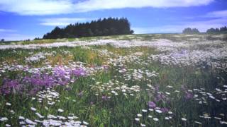 Robin Guthrie - Search Among The Flowers