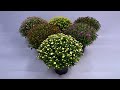 Bolchrysanten fleuren de voortuin op in de herfst