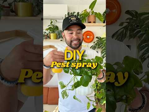 DIY pest spray for your houseplants #plants #houseplants #plantdad #plantcare