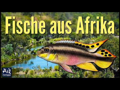 Fische aus Afrika für dein Aquarium | AquaOwner