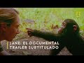 Jane El Documental Sobre La Vida De Jane Goodall Trailer Subtitulado