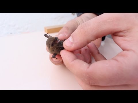 download lagu mp3 mp4 Pipistrelle Bebe, download lagu Pipistrelle Bebe gratis, unduh video klip Pipistrelle Bebe