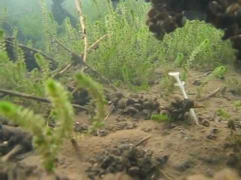 Taucher hat gutes Auge, Schloßteich Mühlberg/elbe,Brandenburg,Deutschland