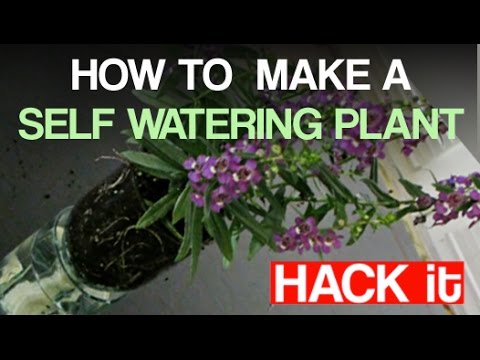 Brilliant: How to Make a Self-Watering Plant!