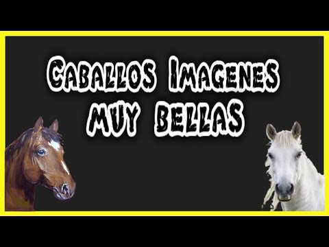 Caballos españoles -imágenes d Video