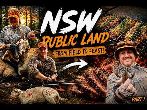 Public Land Hunt nsw State Forest (Part 1)