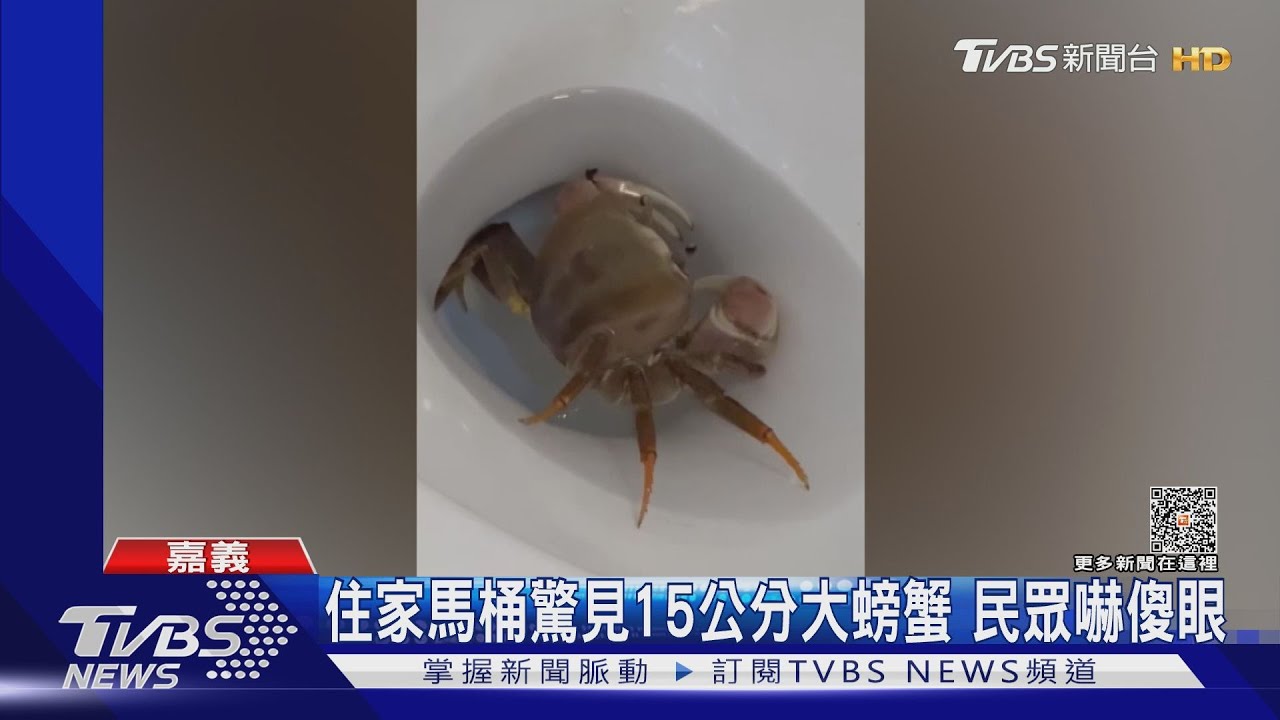 住家馬桶驚見15公分大螃蟹 民眾嚇傻眼