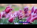 ARA JOHARI BUNGA KARAOKE TANPA VOCAL MINUS ONE COVER