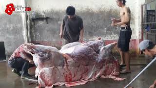 Download lagu Begini  proses pembersihan sapi sampai selesai ‼️ mp3