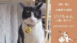 大きな鈴をつけた猫2 | 沖縄県中頭郡在住  ジジちゃん | Japanese Cat