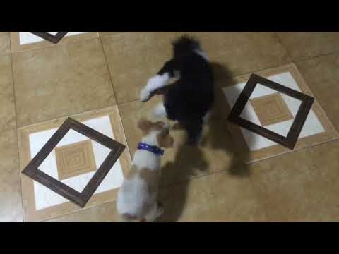 Shih Tzu vs. Askal Dog