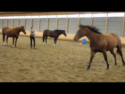 Liberty with 3 horses -  2018 goal