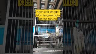 Download lagu WOW CUCAK JENGGOT ISIAN TENGKEK BUTO GEREJA TARUNG mp3 Download lagu WOW CUCAK JENGGOT ISIAN TENGKEK BUTO GEREJA TARUNG mp3